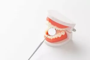 歯医者で使用する歯の模型